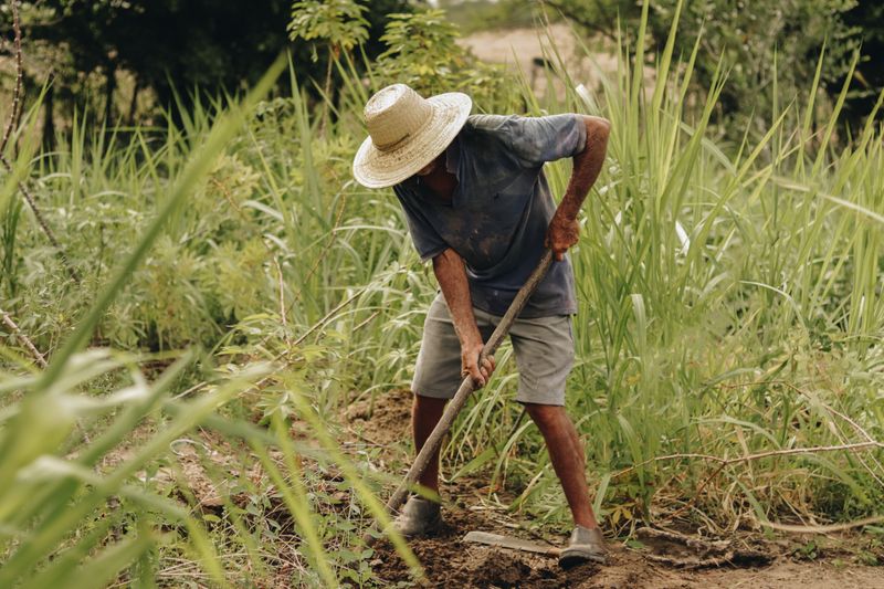 Agricultor com chapéu de palha trabalhando no campo no interior de São Paulo
